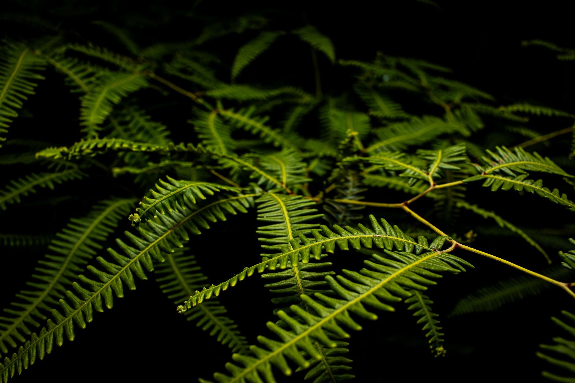 A close photograph of a fern frond illustrating fractal branching as the holographic principle in physical form
