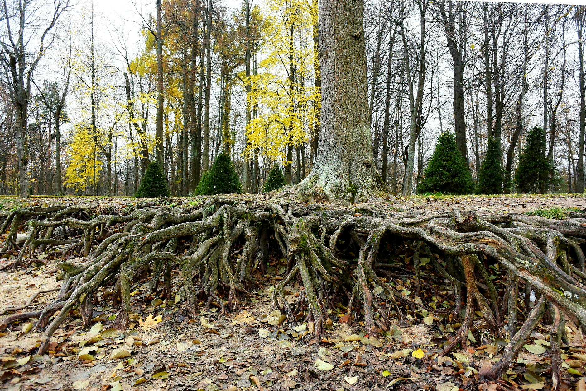 Exposed roots of an old tree, illustrating ancestral lineage carried beneath the surface