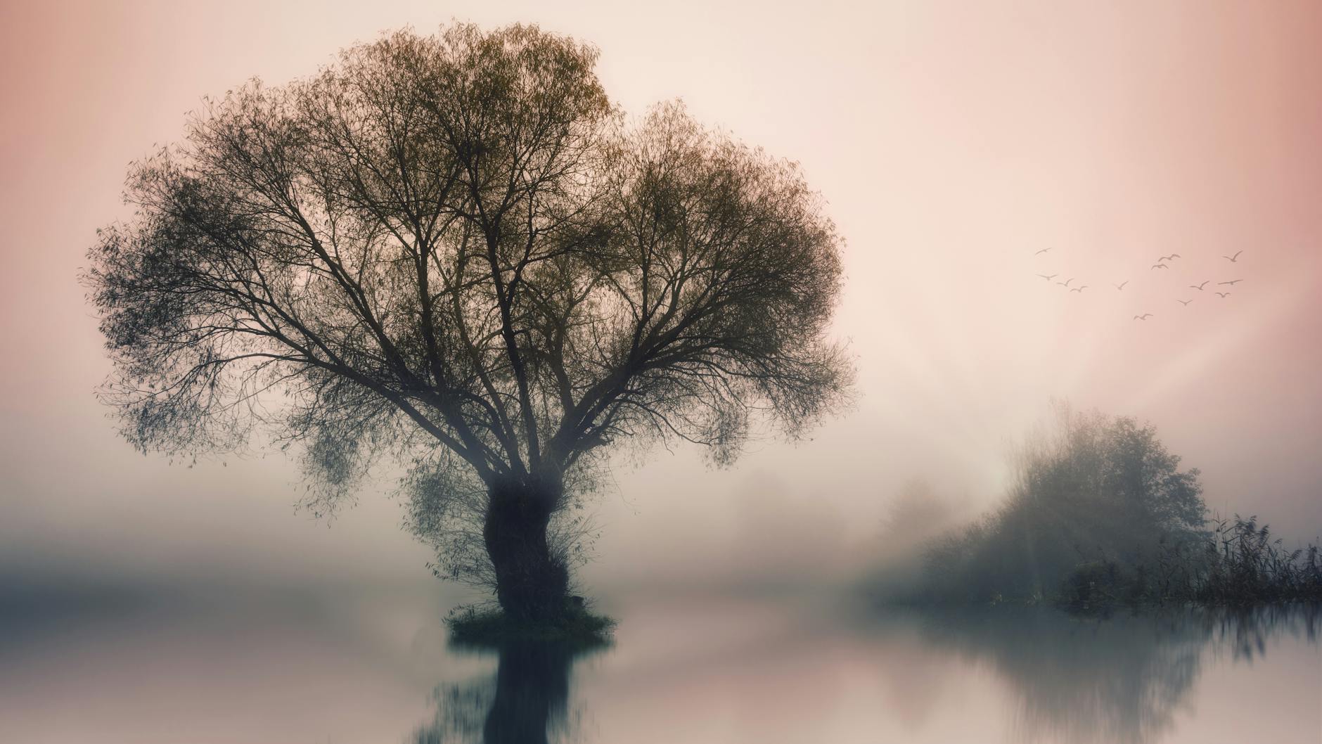 A calm misty lake at dawn, the inner stillness regular meditation cultivates