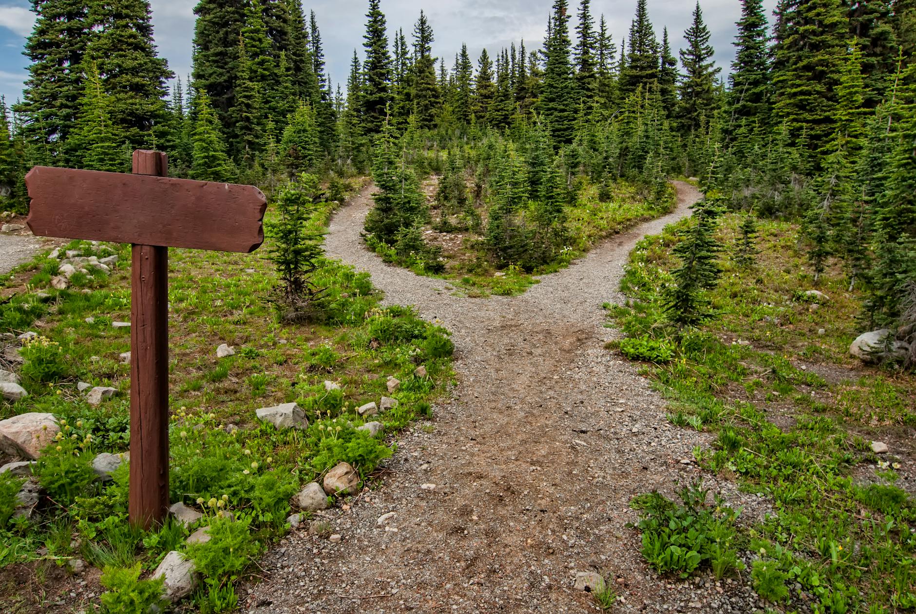 A forest pathway dividing ahead, the fork a major life decision presents