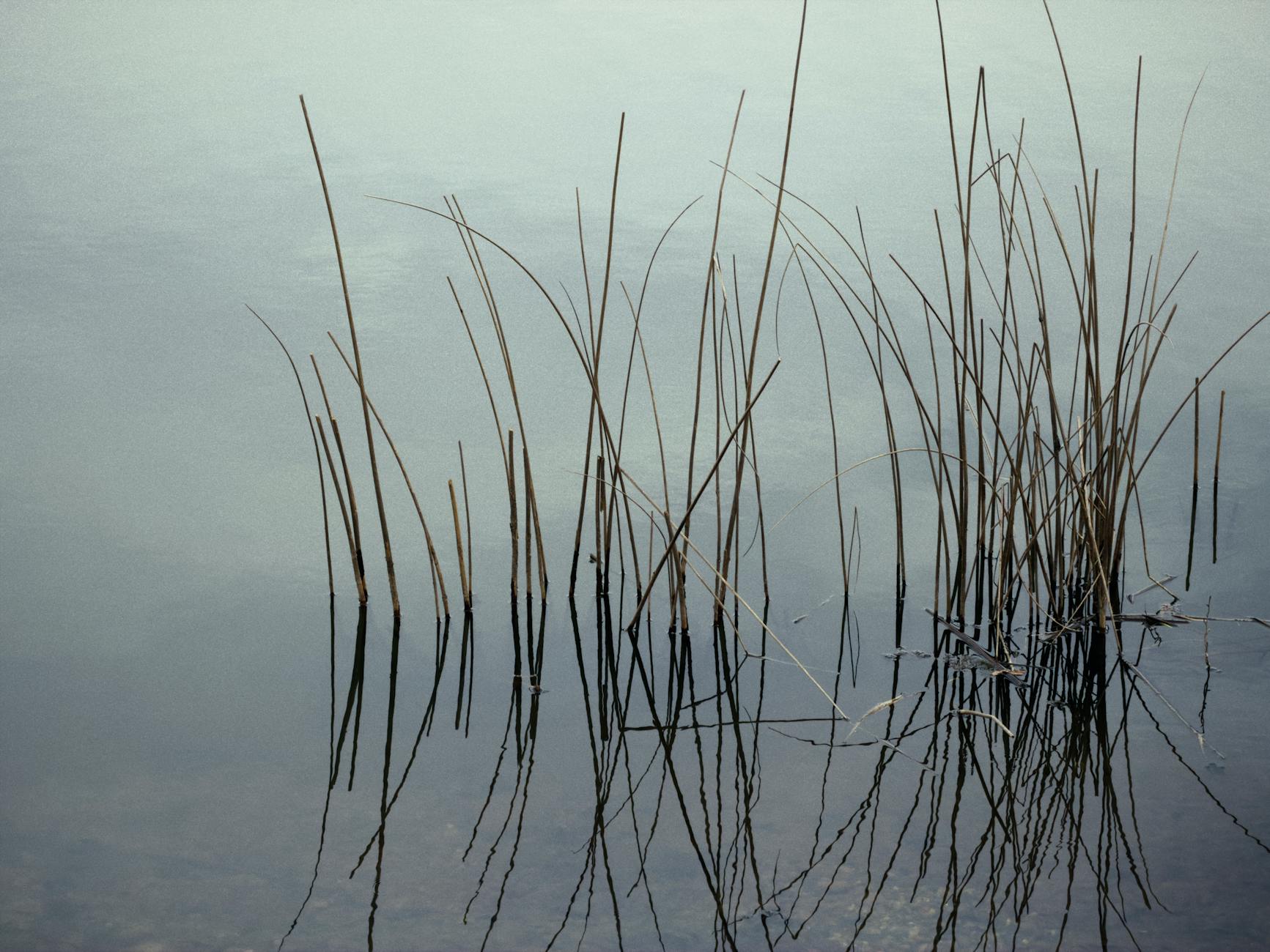 Still water holding a steady reflection, an image of rest as slow motion rather than true stillness