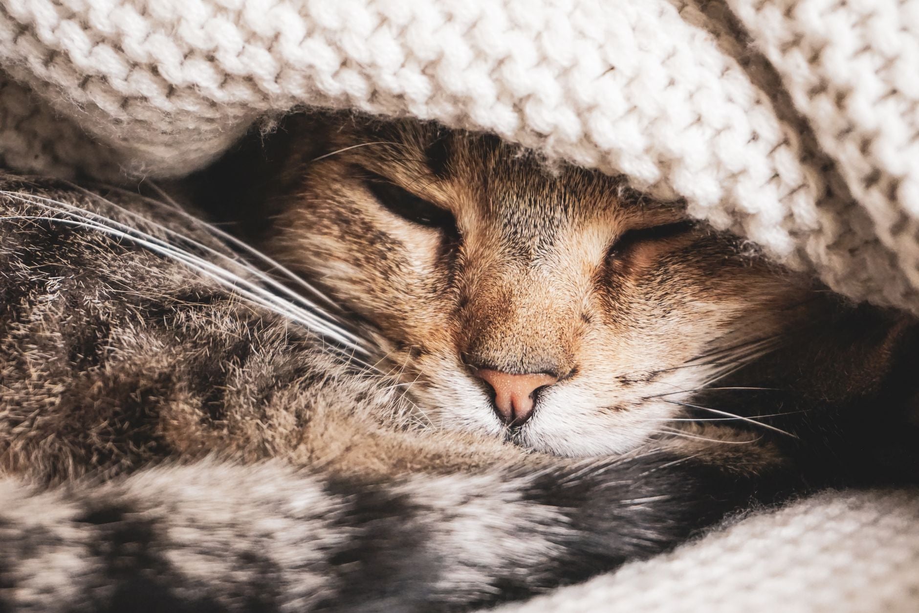 Cat at home - pet behavior as diagnostic readout